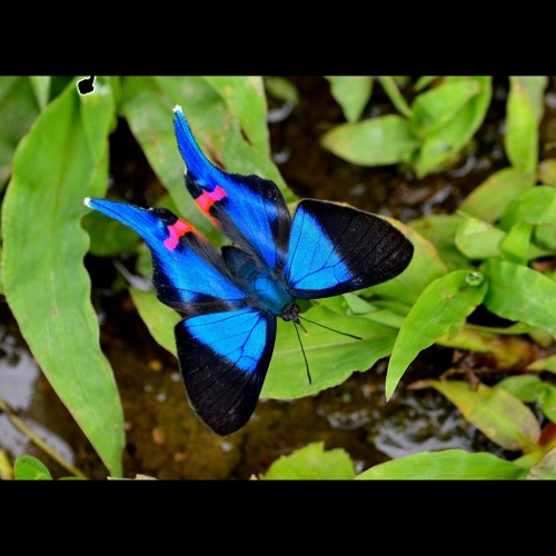 HK_Calm-&-Steady_tracks_263