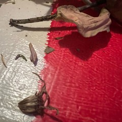 Trockene Blume + Bild1 mit Stengel gekratzt.m4a