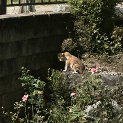 중랑천