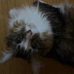 Pitch IT BACK -throwbacks-