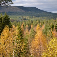 Höst