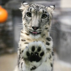 Animal - Carlos Edwards [Coodar Cover]