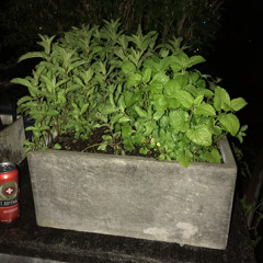 2025-04-29_DissTrackwav