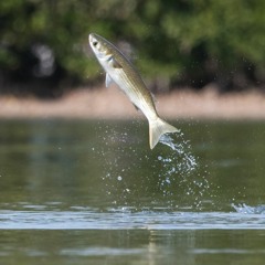 Mullet Leap