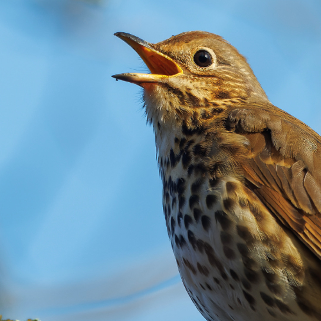 Stream Song Thrush Song - MixPre 8260 by Gavin Vella | Listen