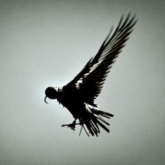 Flying Blind
