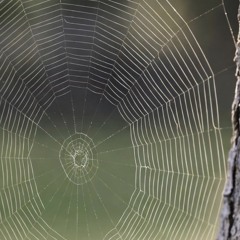 Threads