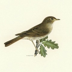 Acalantida (feat. Michael Wood)