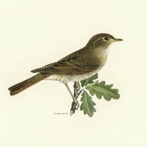 Acalantida (feat. Michael Wood)