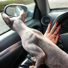 Lil Onigiri X GabeWitDaPrada - Lil Sphinx (Prod. prodpxnda)