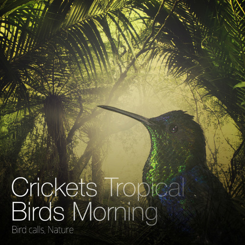 Stream Crickets Tropical Birds Morning Birds, Bird Calls by RS