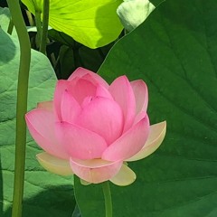 Hommage à mon frère Nico