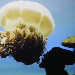 HULAVIANKI live set part 2