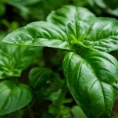 fuor basil from rony