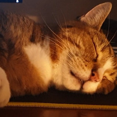 a song for a lovely cat - was lucky to have known you
