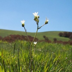 Cuckoo Grass (And Tulips)