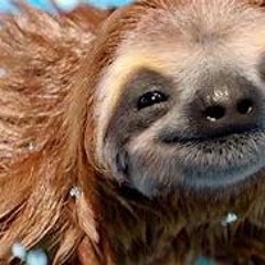 Dj - FrAgRoX Smiling Sloth