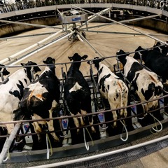 Cow Farmers Farmer