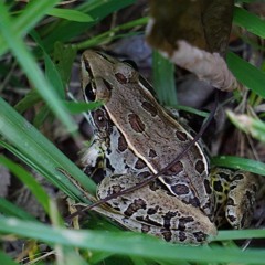 True Frogs - Southern Leopard Frog, chorus