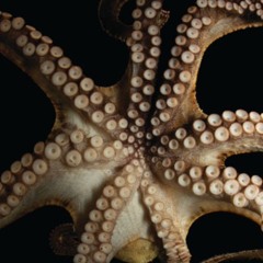 Soundtracks For Renegade Films