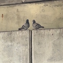 recordedonairpodpro3s