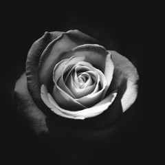 Torn Apart