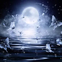 moonlight🌙