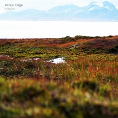Boreal Taiga - Ekmanfjorden