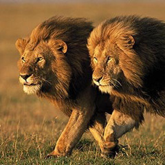 BoMMeL LiVe - LionsOfSahara(165er)