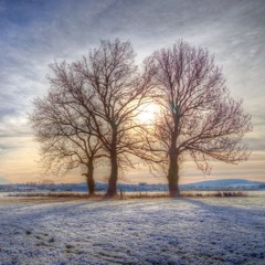Reflections On the Pale Light of Winter--A Christmas Gift from Seagull, Peter, and David