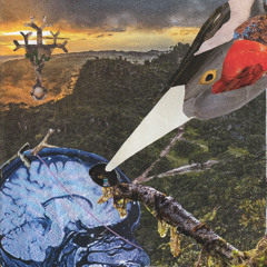 The Last Ivory-Billed Woodpecker Trepans Me To Enlighten Me WIth Her Species' Collective Knowledge Before She Passes On (Pico Turquino, Cuba, 21 Dec 1999)