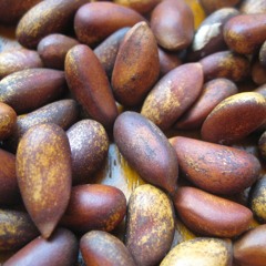 Dreamuhh the Preview