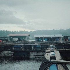 Morning Soundscapes At Floating Fish Farm
