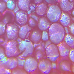 Dilated (Instrumental)