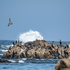 Totally Fantastic (Earth's Oceans, Land, and Creatures)
