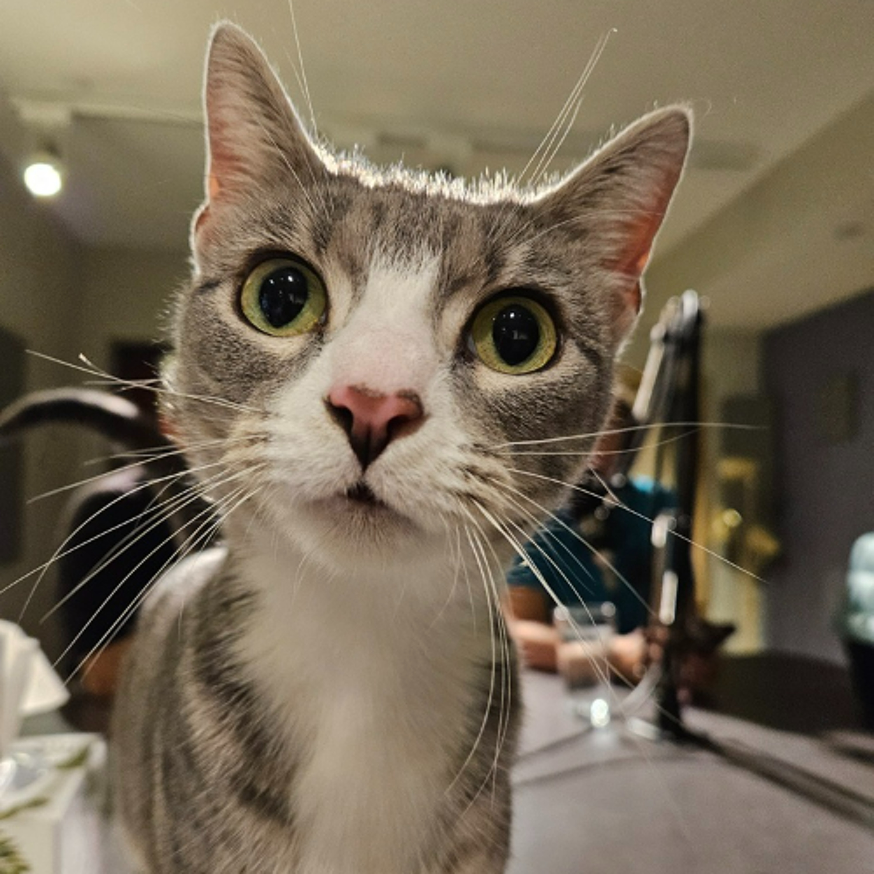 Community Matters - Chautauqua County Humane Society - July 2, 2026 episode artwork