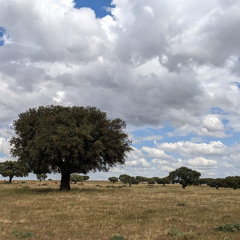 MILHA - VIVRE POUR LE PERA