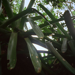 Fazenda Pasto Grande