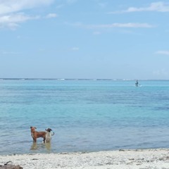 Minimix mai juin - canicule estivale
