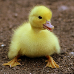 The Killer Duckling Attack aka Mr CuddleCrunch