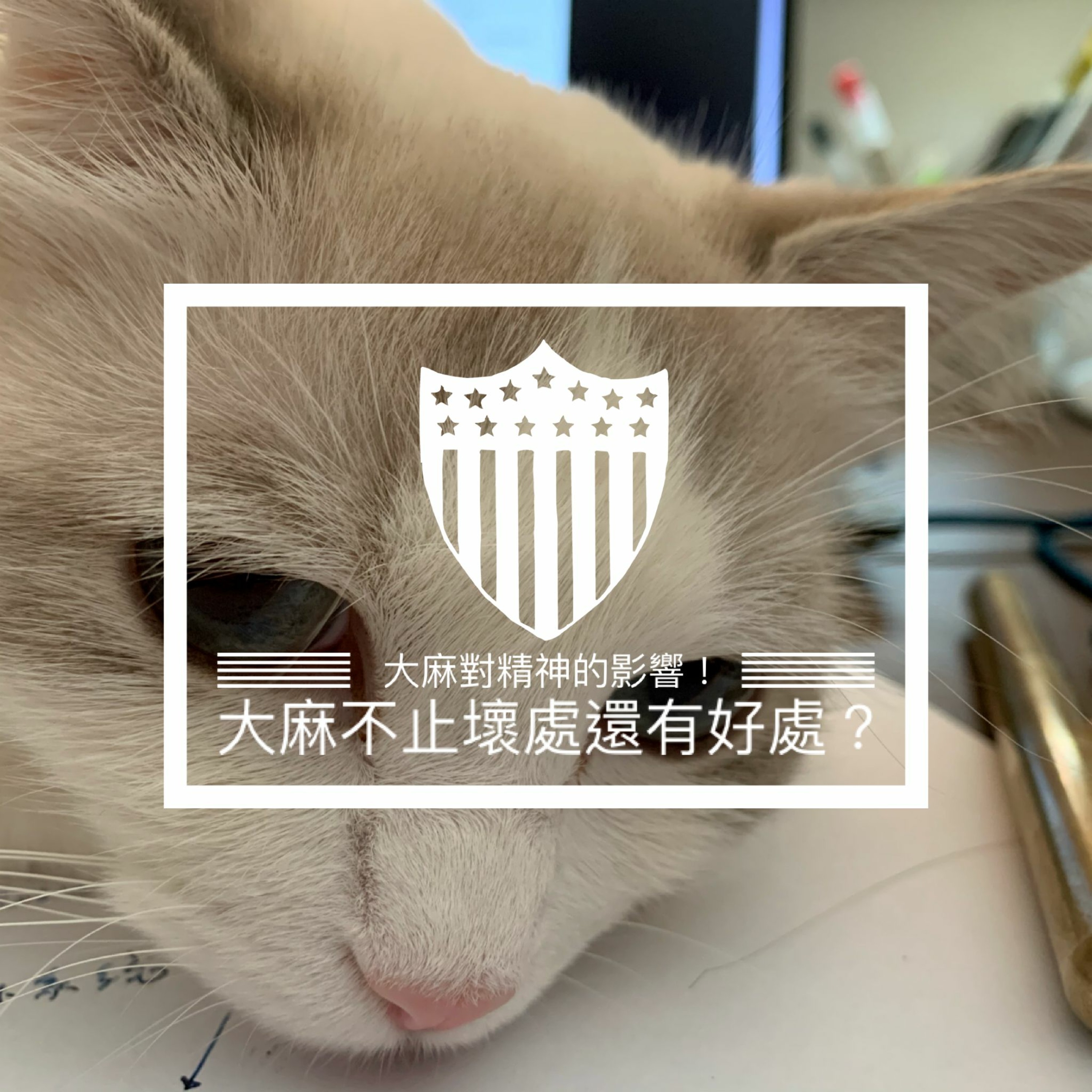 小鳥信箱 —— 大麻對精神的影響!大麻不止壞處還有好處?