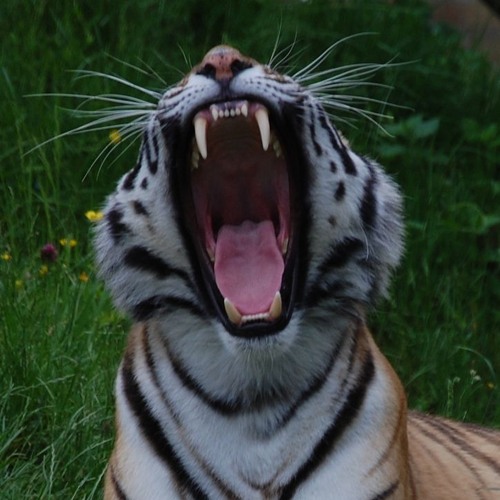 zai - got no time left in this world