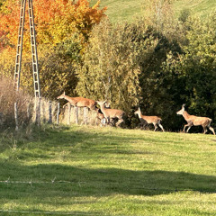 Red Deer Barks, mid side recording with parabolic reflector.
