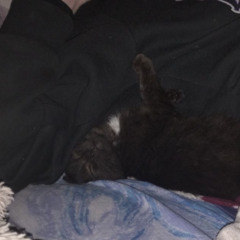 Метаморфоз