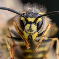 Attack of the wasps