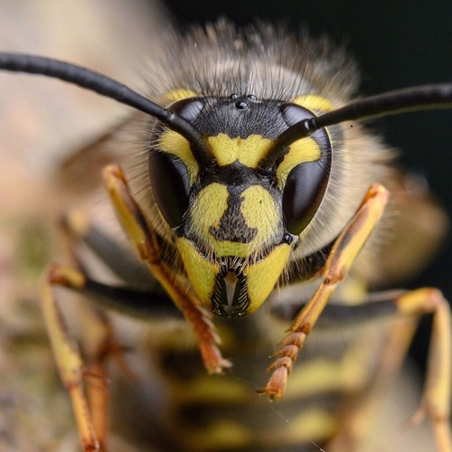 Attack of the wasps