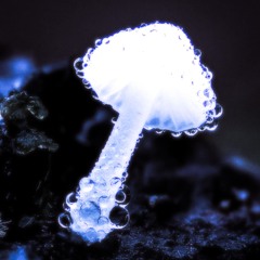 Shyntwirl - Water Mushroom (PROD. Shyntwirl)