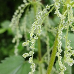 nettle seed - lyrics for an open collab - please read description