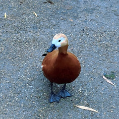 赤目 Ginbour craprecordin’dontwannadoitoncemorewhatever (Prod. Xavier Sharp)