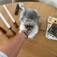 maximus
